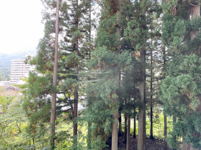 Additional property image - Oaza Mikuni, Yuzawa Town, Minamiuonuma District, Niigata Prefecture
